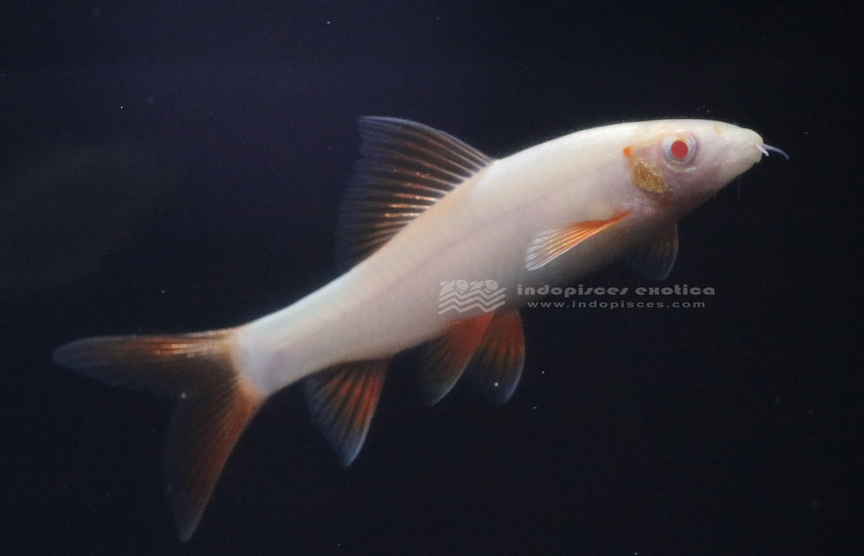 Epalzeorhyncos Frenatus Albino